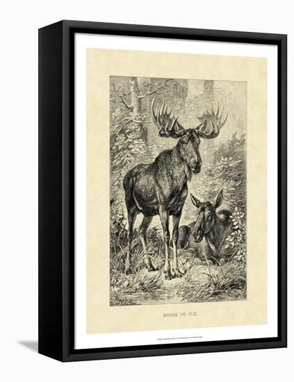 Vintage Moose or Elk-Specht Friedrich-Framed Stretched Canvas