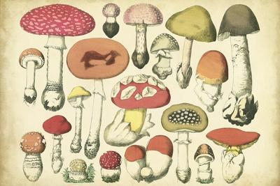 Vintage Mushroom Chart Art Print by Vision Studio | Art.com