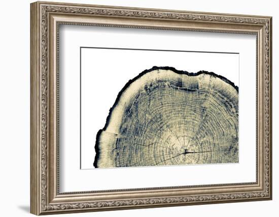 Vintage Neutral Monotone Piece of round Wood from a Large Tree. Rough Textured Surface with Rings,-captureandcompose-Framed Photographic Print