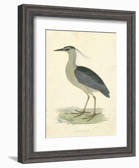 Vintage Night Heron-Morris-Framed Art Print