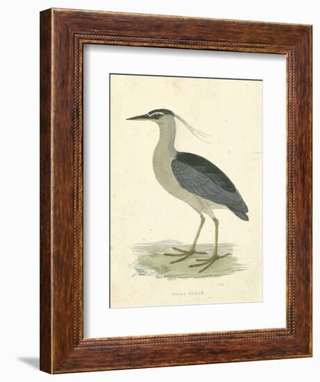 Vintage Night Heron-Morris-Framed Art Print