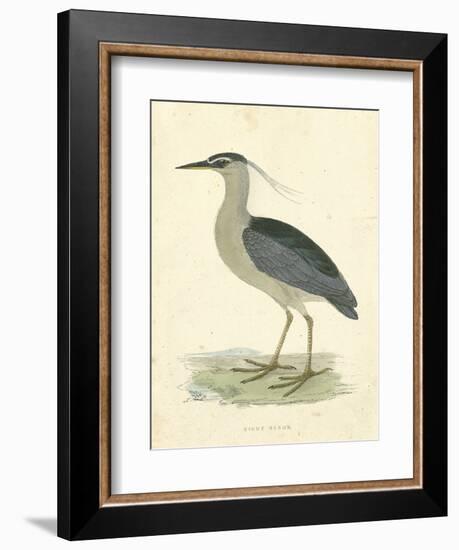 Vintage Night Heron-Morris-Framed Art Print