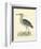 Vintage Night Heron-Morris-Framed Art Print