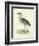 Vintage Night Heron-Morris-Framed Art Print