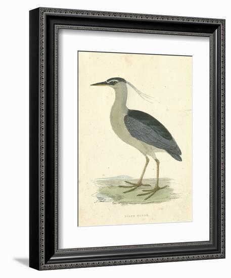 Vintage Night Heron-Morris-Framed Art Print