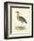 Vintage Night Heron-Morris-Framed Art Print