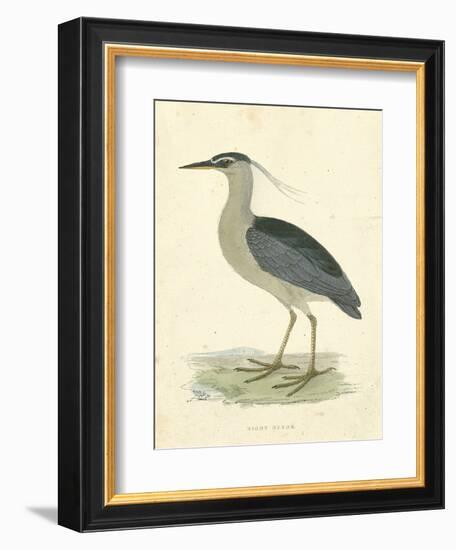 Vintage Night Heron-Morris-Framed Art Print