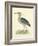 Vintage Night Heron-Morris-Framed Art Print