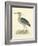 Vintage Night Heron-Morris-Framed Art Print