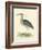 Vintage Night Heron-Morris-Framed Art Print