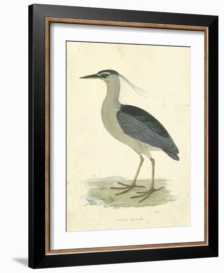 Vintage Night Heron-Morris-Framed Art Print