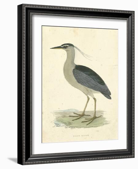 Vintage Night Heron-Morris-Framed Art Print