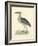 Vintage Night Heron-Morris-Framed Art Print