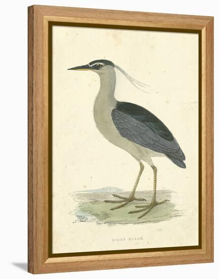 Vintage Night Heron-Morris-Framed Stretched Canvas