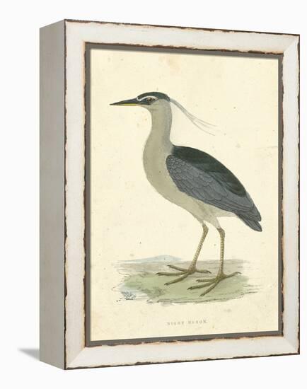 Vintage Night Heron-Morris-Framed Stretched Canvas