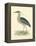 Vintage Night Heron-Morris-Framed Stretched Canvas