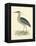 Vintage Night Heron-Morris-Framed Stretched Canvas