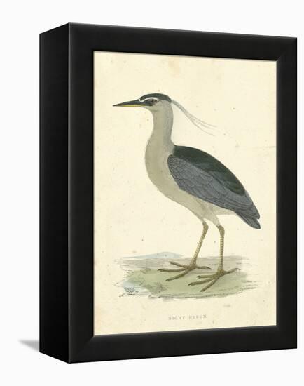 Vintage Night Heron-Morris-Framed Stretched Canvas