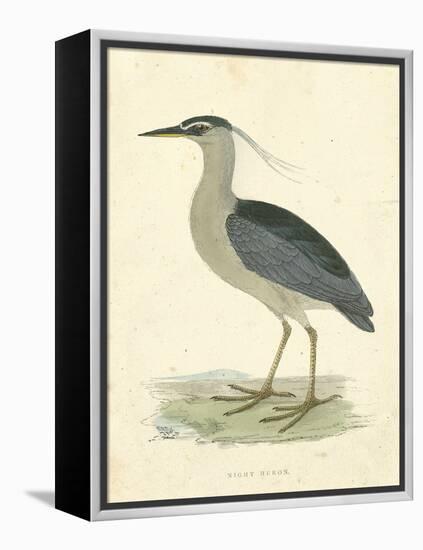 Vintage Night Heron-Morris-Framed Stretched Canvas