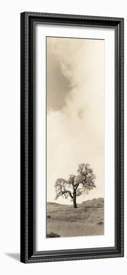 Vintage Oak Tree-Alan Blaustein-Framed Photographic Print