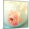 Vintage Peony II-Sarah Gardner-Mounted Photographic Print