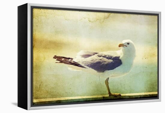 Vintage Photo Of A Seagull-Artistic Retro Styled Picture-melis-Framed Premier Image Canvas