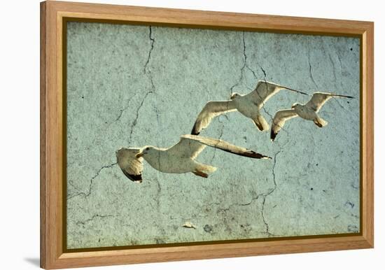 Vintage Photo Of Flying Seagulls-melis-Framed Stretched Canvas