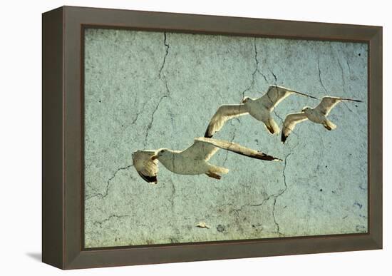Vintage Photo Of Flying Seagulls-melis-Framed Stretched Canvas