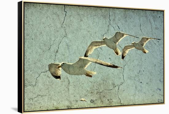 Vintage Photo Of Flying Seagulls-melis-Framed Stretched Canvas