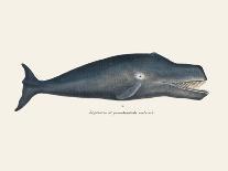 Whale Tight Crop I Handcolored Sealife Lithograph 1824-Vintage Poster-Photographic Print