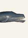 Whale Ii Tight Crop Handcolored Sealife Lithograph 1824-Vintage Poster-Framed Premier Image Canvas