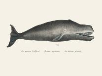 Whale Ii Tight Crop Handcolored Sealife Lithograph 1824-Vintage Poster-Photographic Print