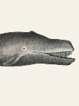 Whale Ii Tight Crop Handcolored Sealife Lithograph 1824-Vintage Poster-Photographic Print