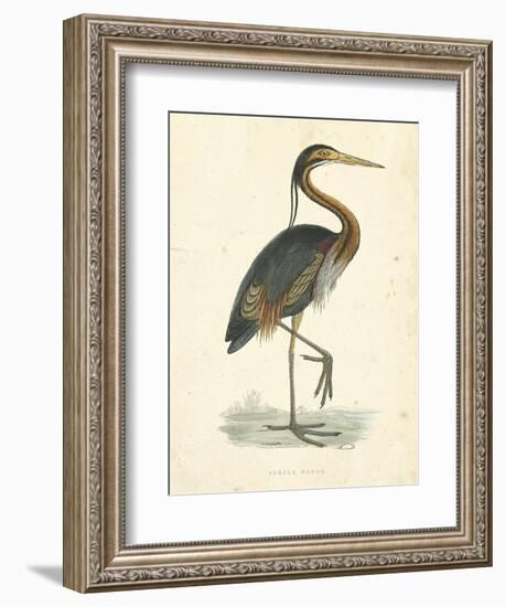 Vintage Purple Heron-Morris-Framed Art Print