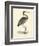 Vintage Purple Heron-Morris-Framed Art Print