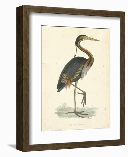 Vintage Purple Heron-Morris-Framed Art Print