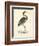 Vintage Purple Heron-Morris-Framed Art Print