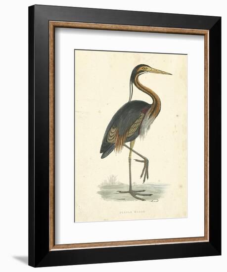 Vintage Purple Heron-Morris-Framed Art Print