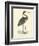 Vintage Purple Heron-Morris-Framed Art Print