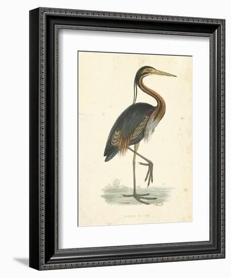 Vintage Purple Heron-Morris-Framed Art Print