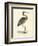 Vintage Purple Heron-Morris-Framed Art Print