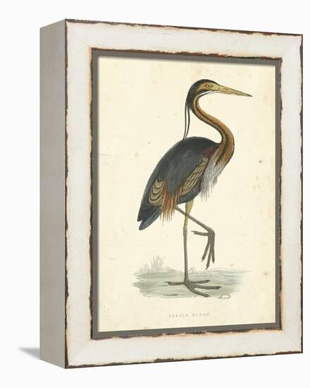 Vintage Purple Heron-Morris-Framed Stretched Canvas