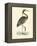 Vintage Purple Heron-Morris-Framed Stretched Canvas