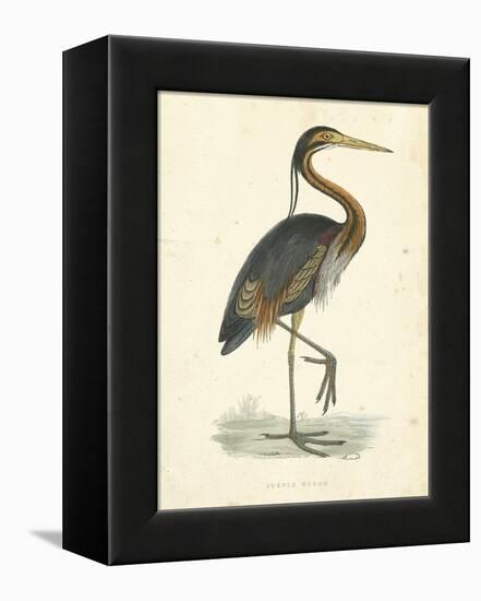 Vintage Purple Heron-Morris-Framed Stretched Canvas