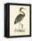 Vintage Purple Heron-Morris-Framed Stretched Canvas