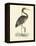 Vintage Purple Heron-Morris-Framed Stretched Canvas