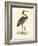 Vintage Purple Heron-Morris-Framed Art Print