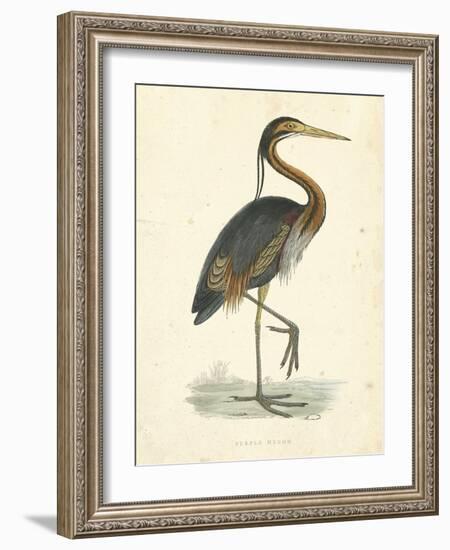 Vintage Purple Heron-Morris-Framed Art Print