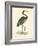 Vintage Purple Heron-Morris-Framed Art Print