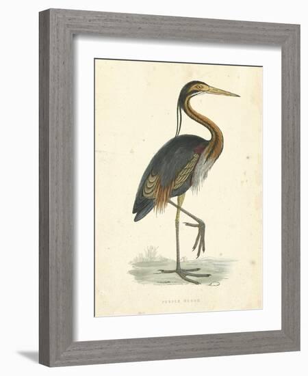 Vintage Purple Heron-Morris-Framed Art Print